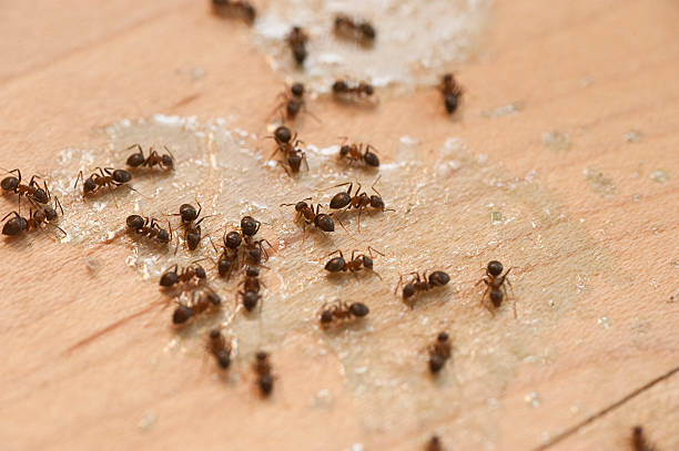 Oakfield, WI Pest Control Pros